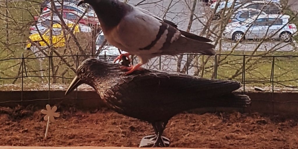 posedanje ptic na strehi