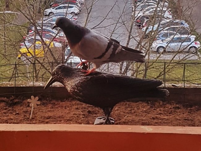 posedanje ptic na strehi