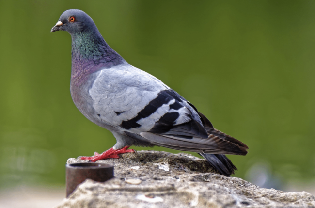 nevaren golob Pigeon droppings