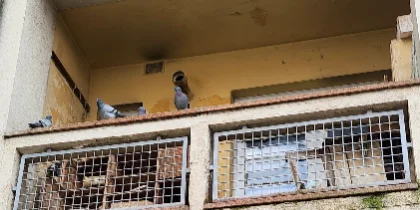 Golobi na balkonu pred namestitvijo zaščite proti pticam