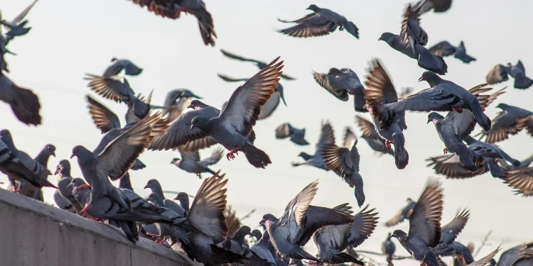 golobi na stavbi v Ljubljani – potreba po zaščiti pred pticami