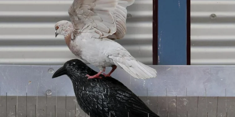 Odganjanje ptic na stavbi – golobi kljub improvizirani zaščiti