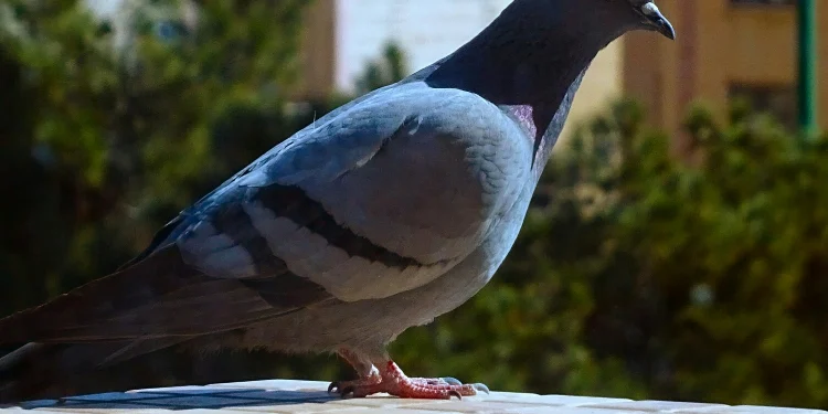 Zaščita balkonov pred golobi – profesionalna zaščita pred pticami