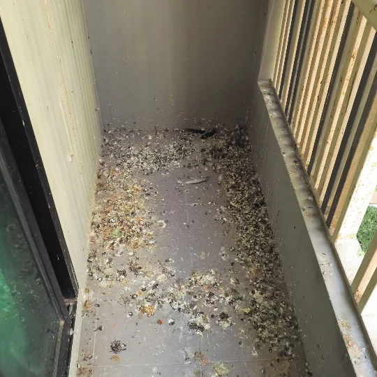 golobji iztrebki na balkonu stanovanjske stavbe