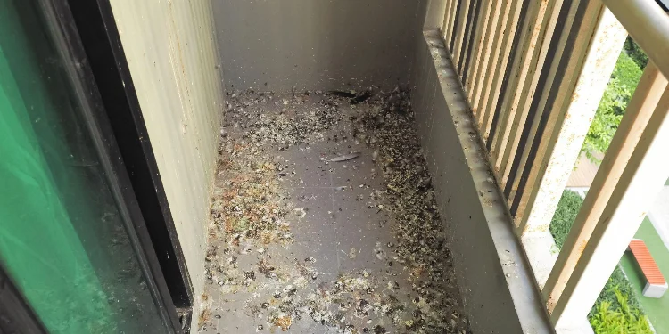 golobji iztrebki na balkonu stanovanjske stavbe