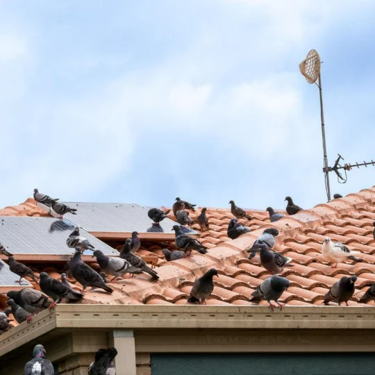 zaščitna mreža za solarne panele proti golobom