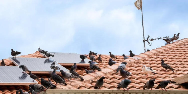 Solar Mesh zaščita za solarne panele zaščitna mreža za solarne panele proti golobom