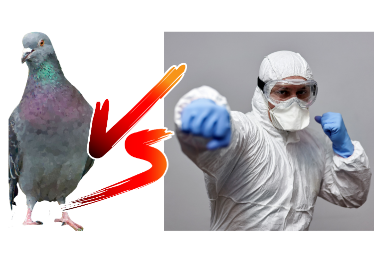 čiščenje golobjih iztrebkov z zaščitnimi rokavicami