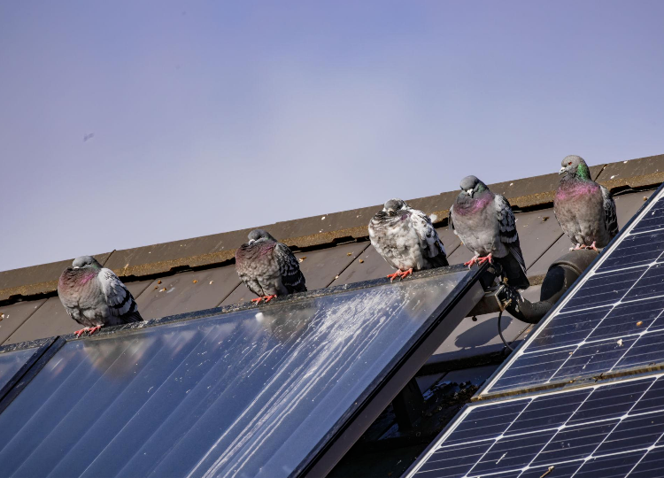 gnezdenje ptic pod solarnimi paneli na strehi