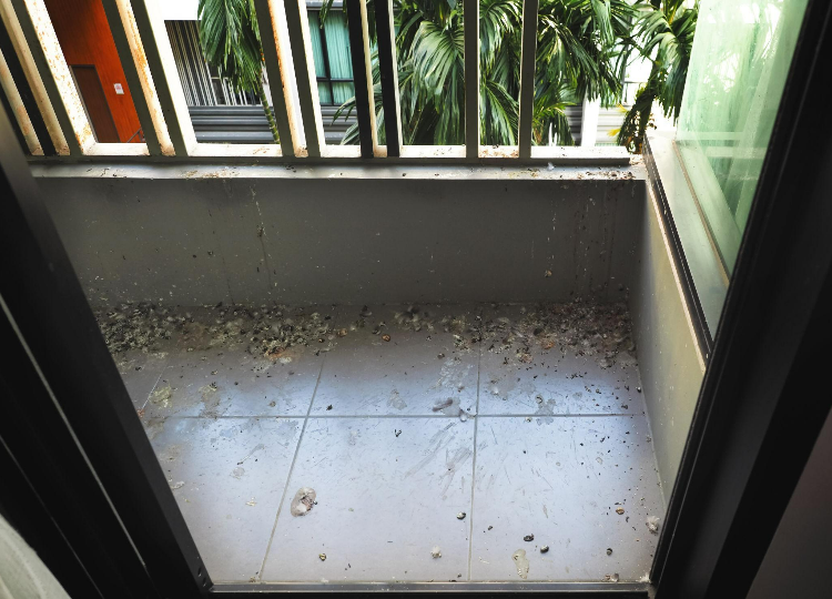 golobji iztrebki na balkonu stanovanjske stavbe