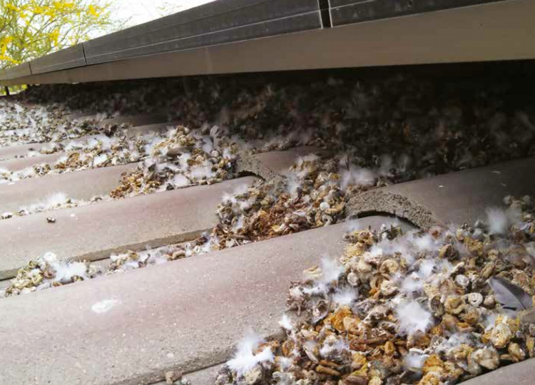 golobi pod solarnimi paneli – gnezdenje ptic in iztrebki pod sončno elektrarno