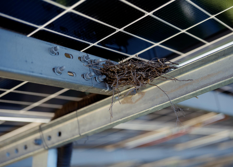 poškodbe kablov zaradi golobov pod solarnimi paneli