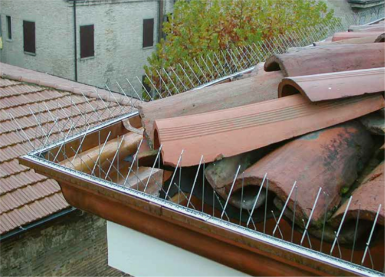 Zaščita pred golobi z inox konicami na strehi in žlebu poslovnega objekta.